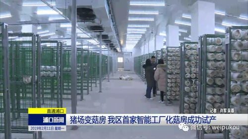 豬場(chǎng)蝶變菇房，人工智能賦能我區(qū)農(nóng)業(yè)轉(zhuǎn)型升級(jí)